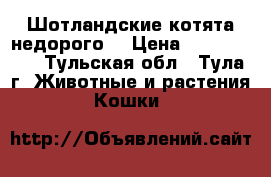 Шотландские котята недорого  › Цена ­ 1500-2000 - Тульская обл., Тула г. Животные и растения » Кошки   